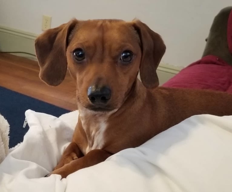 Scooby, a Dachshund and Chihuahua mix tested with EmbarkVet.com