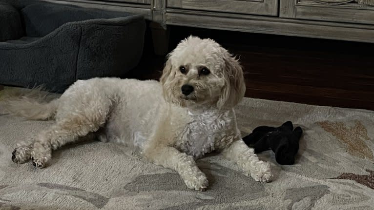 Leo, a Cavapoo tested with EmbarkVet.com