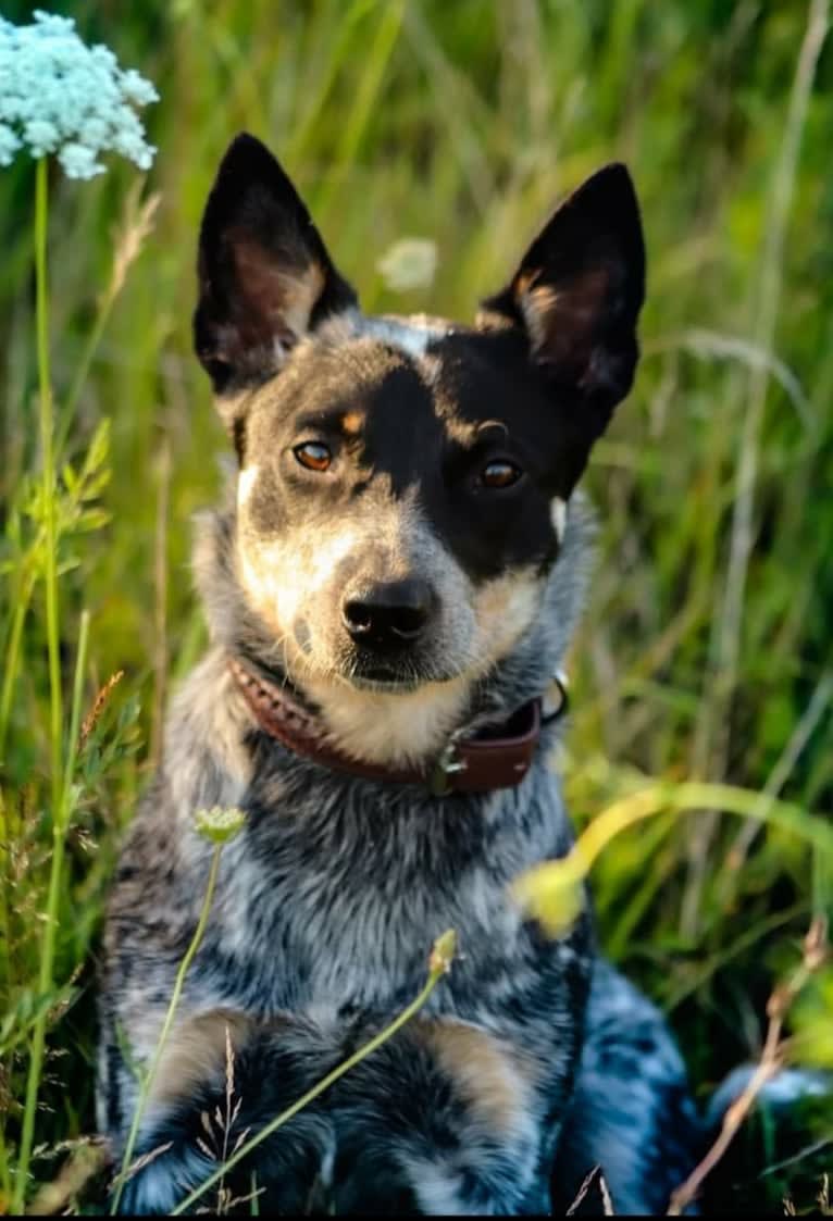 Millie AKA The Masked Millie, an Australian Cattle Dog tested with EmbarkVet.com