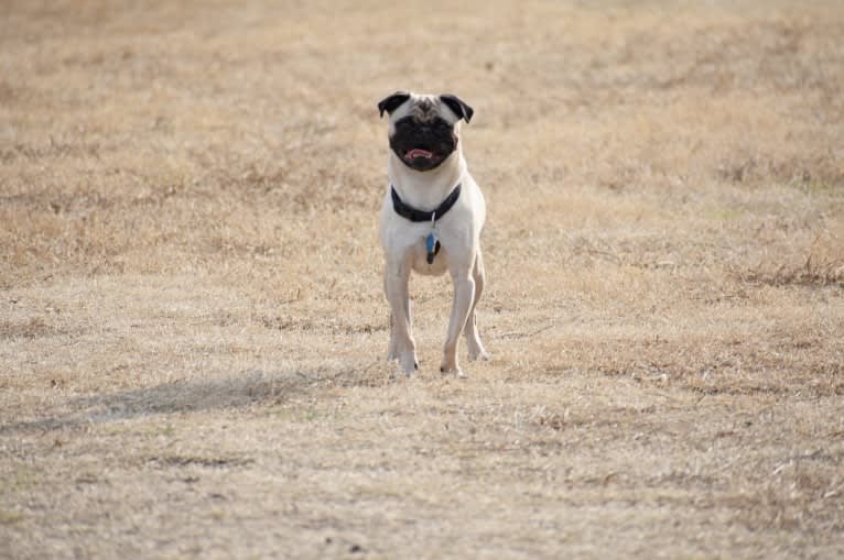 Mickey, a Pug tested with EmbarkVet.com