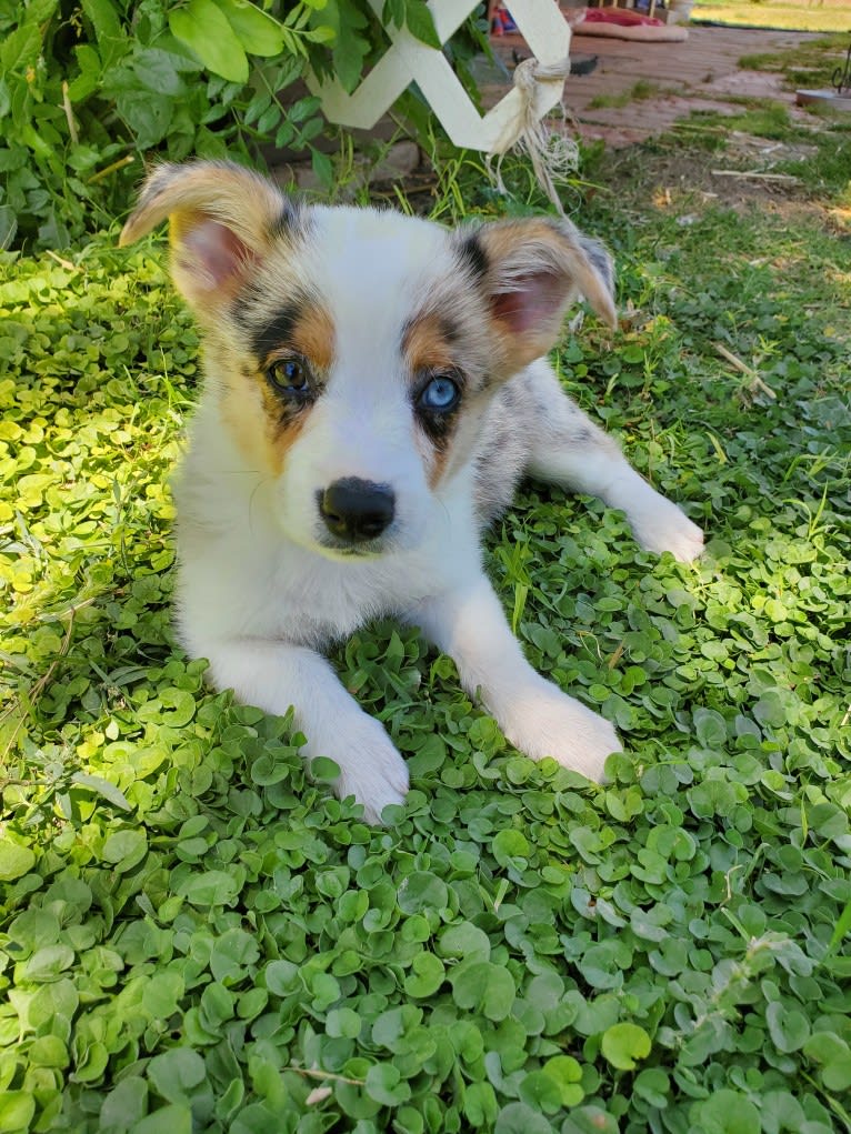 Ziggy Stardust, a Miniature/MAS-type Australian Shepherd and Pembroke Welsh Corgi mix tested with EmbarkVet.com