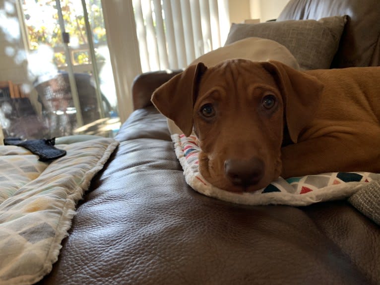 Cooper, a Doberman Pinscher and Boxer mix tested with EmbarkVet.com