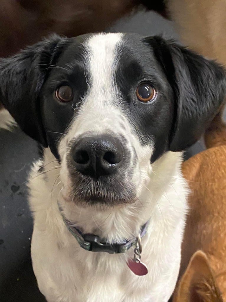 Ralph, a Golden Retriever and American Pit Bull Terrier mix tested with EmbarkVet.com