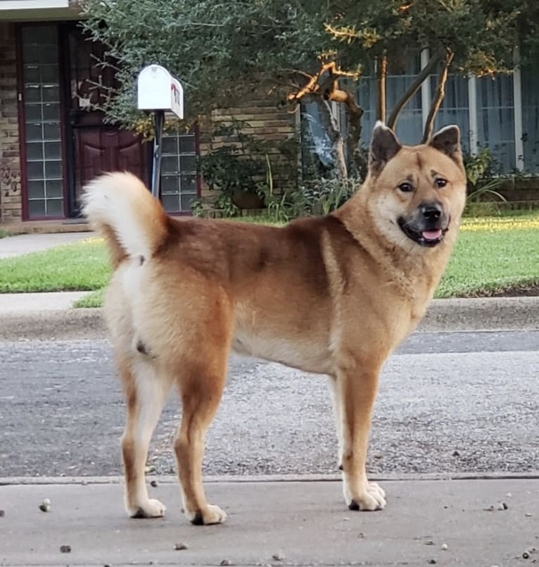 Rambo, an East Asian Village Dog and Chow Chow mix tested with EmbarkVet.com