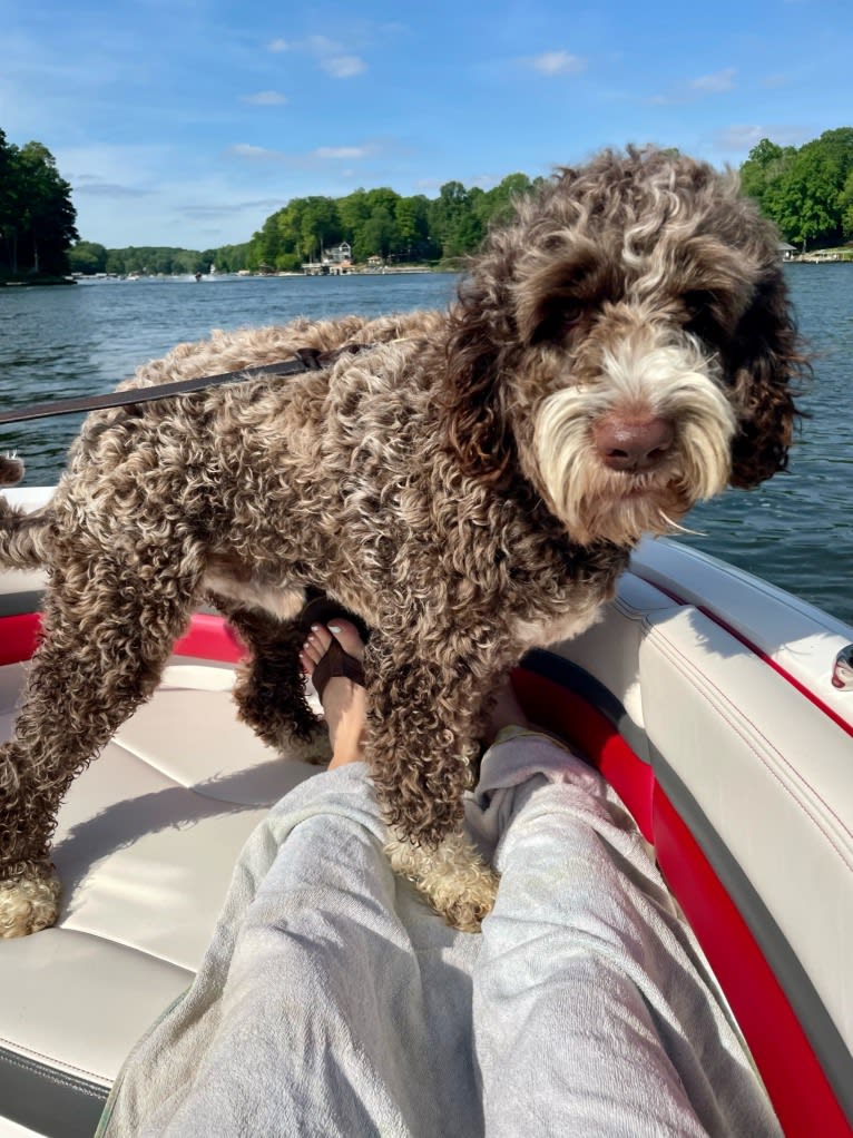 Bolo, an English Springer Spaniel and Poodle (Standard) mix tested with EmbarkVet.com