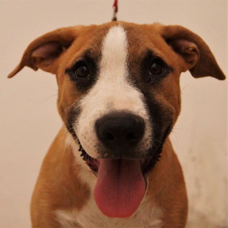 Dougie, an American Pit Bull Terrier and Boxer mix tested with EmbarkVet.com