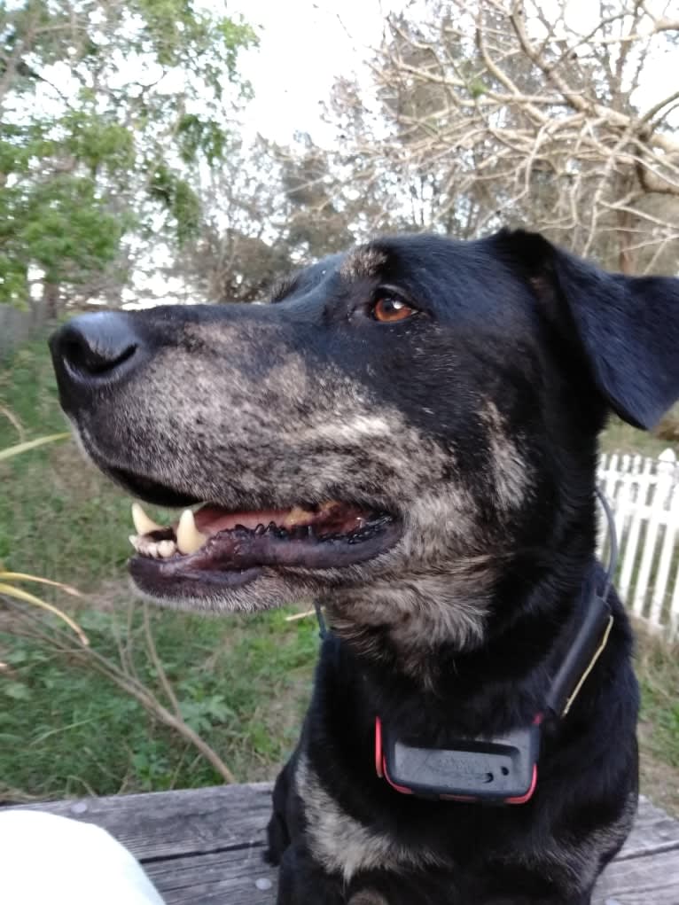 Agatha, a Labrador Retriever and Australian Cattle Dog mix tested with EmbarkVet.com