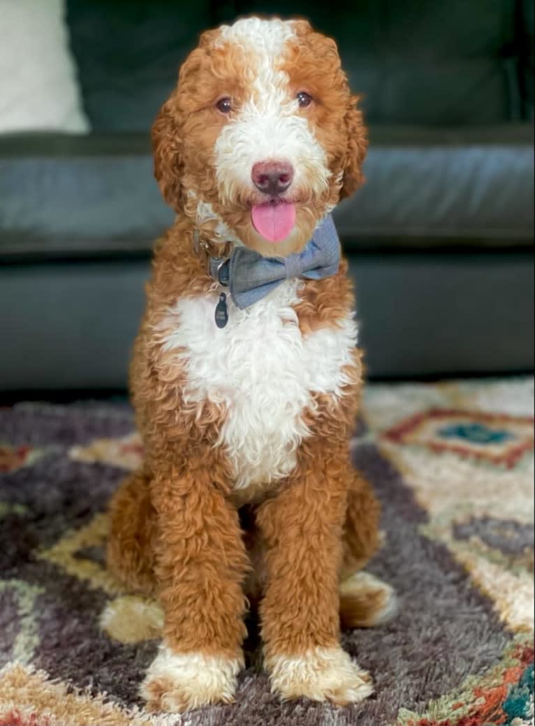 Clooney, a Goldendoodle tested with EmbarkVet.com