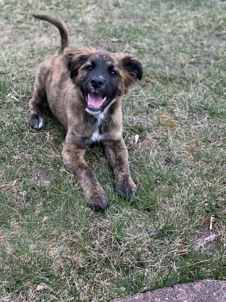 Emmy, an Australian Cattle Dog and Cocker Spaniel mix tested with EmbarkVet.com