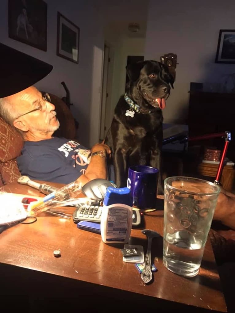Benjen, a Bulldog and Neapolitan Mastiff mix tested with EmbarkVet.com