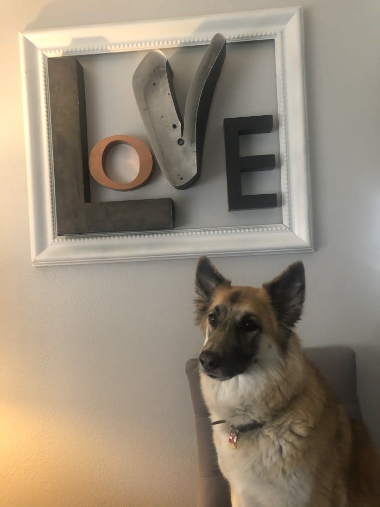 Olive, a German Shepherd Dog and Chow Chow mix tested with EmbarkVet.com