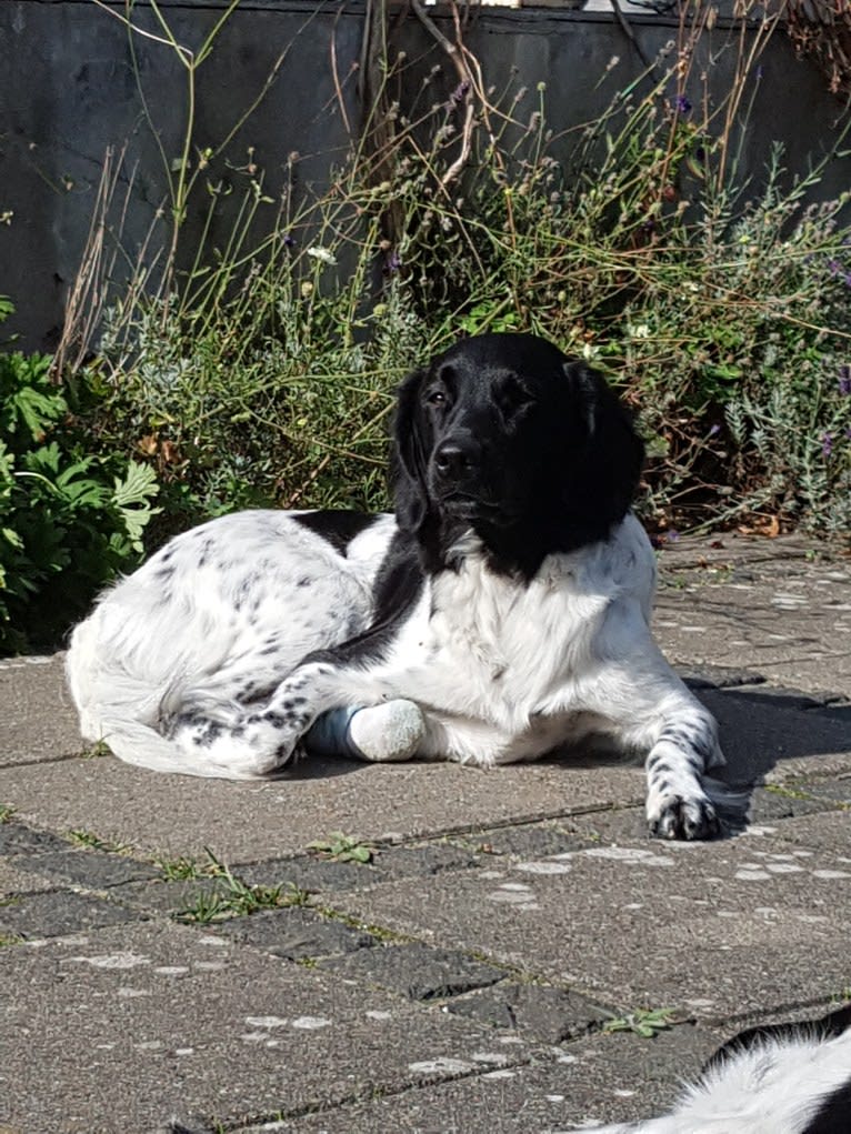 Chloé, a Stabyhoun tested with EmbarkVet.com