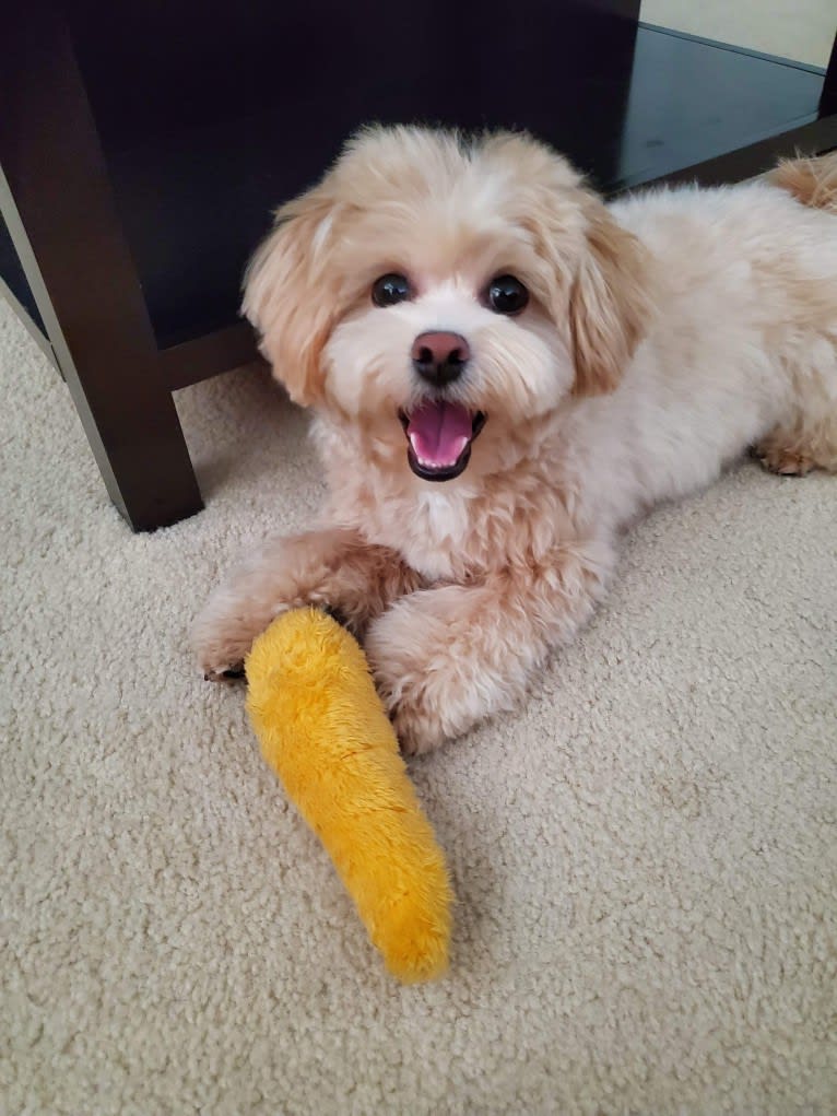 Ellie, a Shih Tzu and Bichon Frise mix tested with EmbarkVet.com