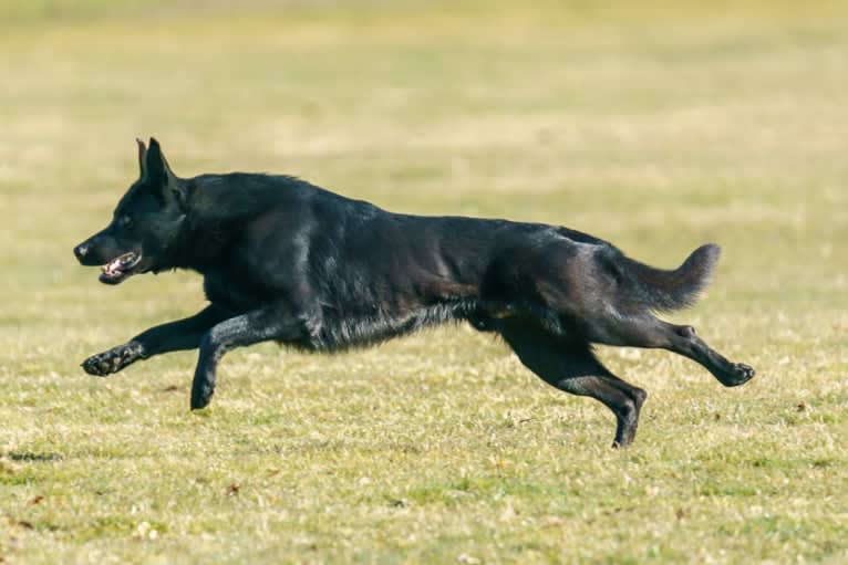 Wraith, a German Shepherd Dog tested with EmbarkVet.com