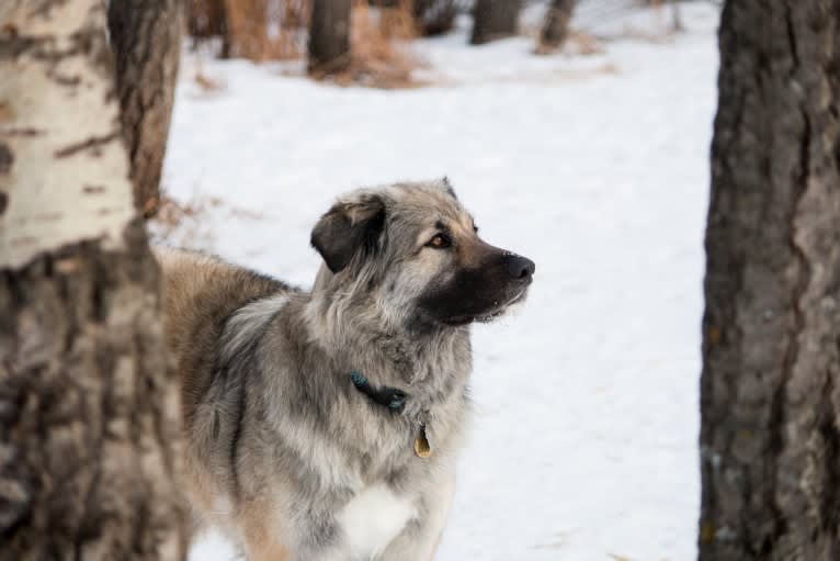 Photo of Sasha, a Great Pyrenees, Labrador Retriever, Border Collie, Bernese Mountain Dog, and Chow Chow mix in Calgary, Alberta, Canada