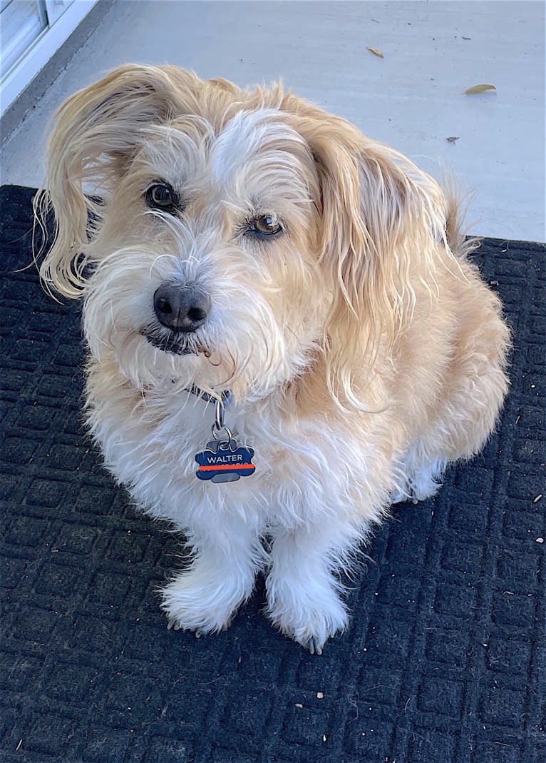 Walter, a Lhasa Apso and American Eskimo Dog mix tested with EmbarkVet.com