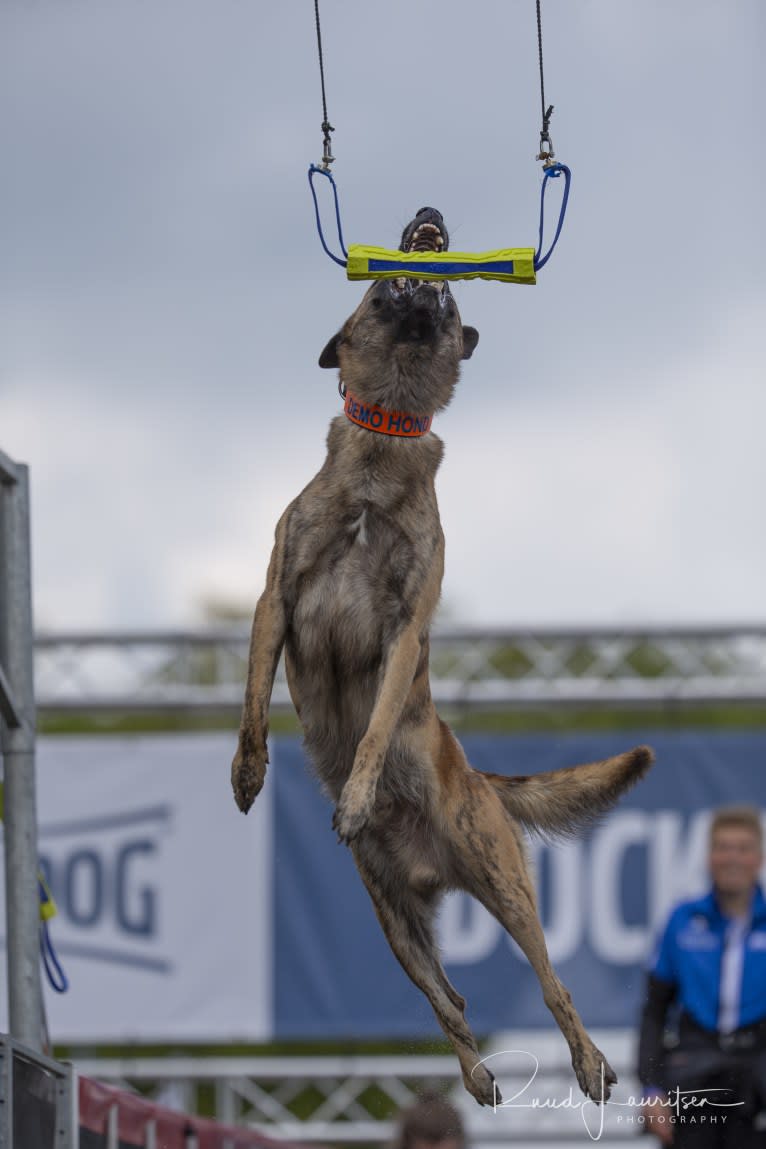 Xanu, a Dutch Shepherd and Belgian Malinois mix tested with EmbarkVet.com