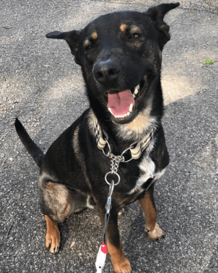 Boston, an Australian Cattle Dog and American Pit Bull Terrier mix tested with EmbarkVet.com