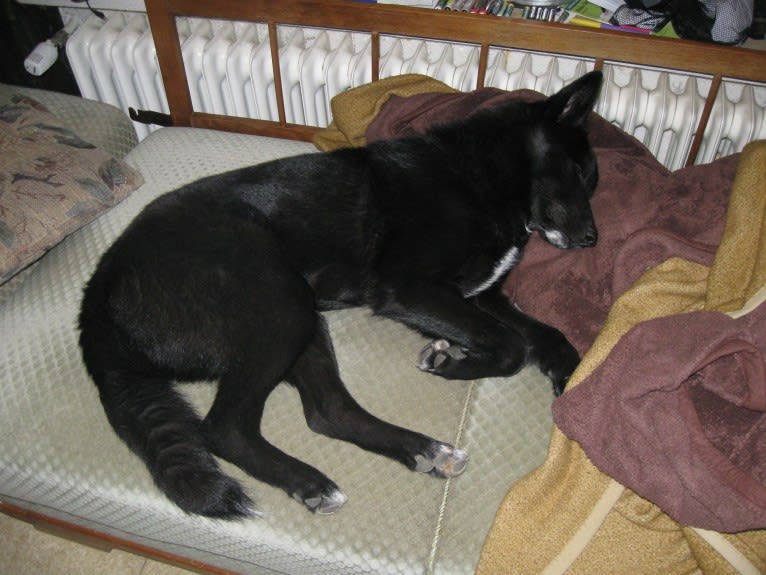 Strolch, a Canaan Dog tested with EmbarkVet.com