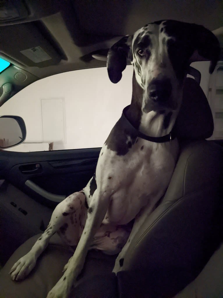 Sawyer, a Great Dane tested with EmbarkVet.com