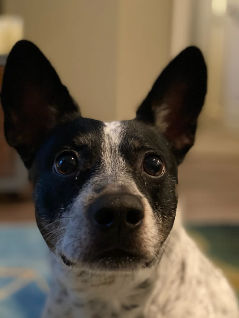 Misty, a Russell-type Terrier and Australian Cattle Dog mix tested with EmbarkVet.com