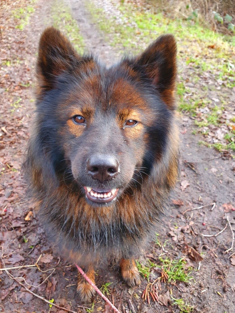 Albionspitz Kyoko, an Eurasier tested with EmbarkVet.com