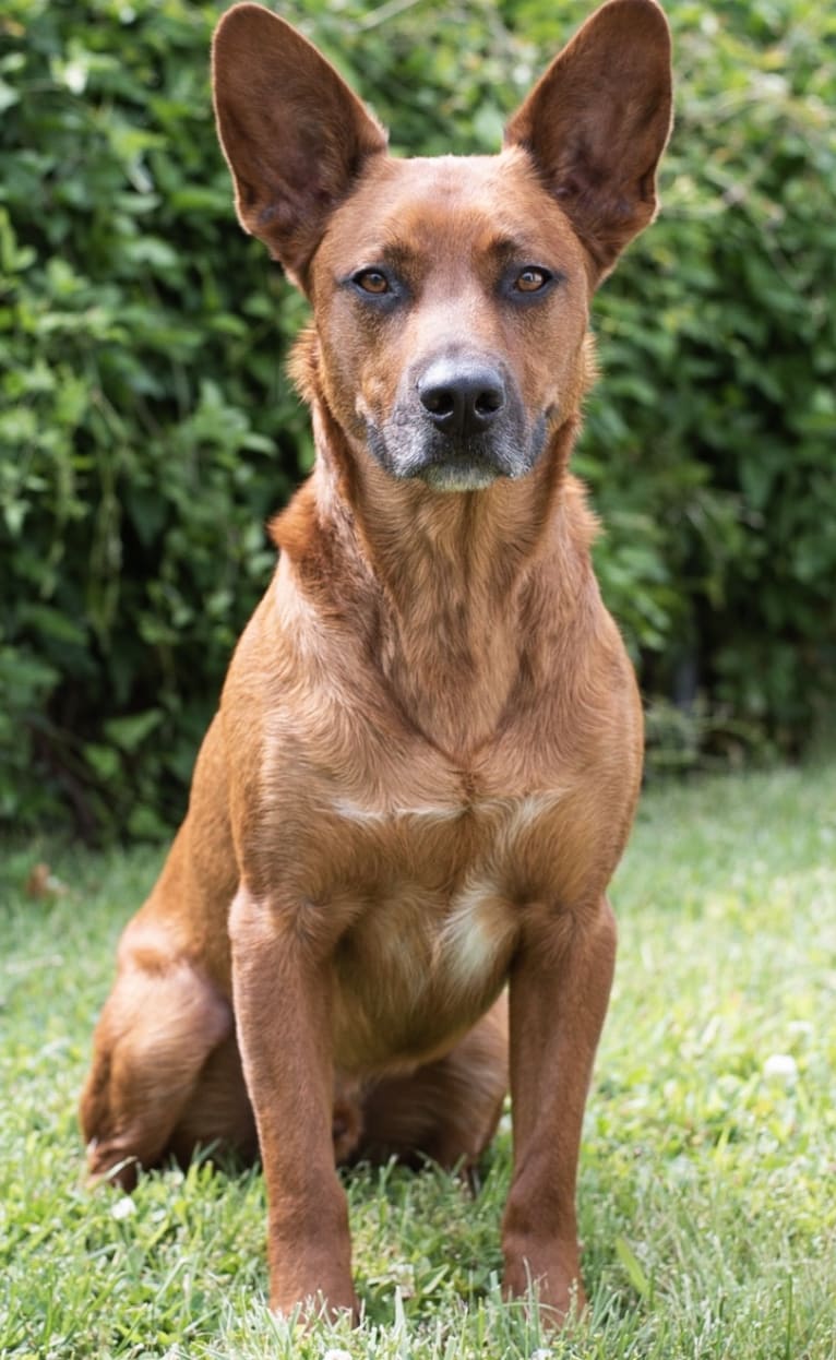 Gulliver, an American Pit Bull Terrier and Labrador Retriever mix tested with EmbarkVet.com
