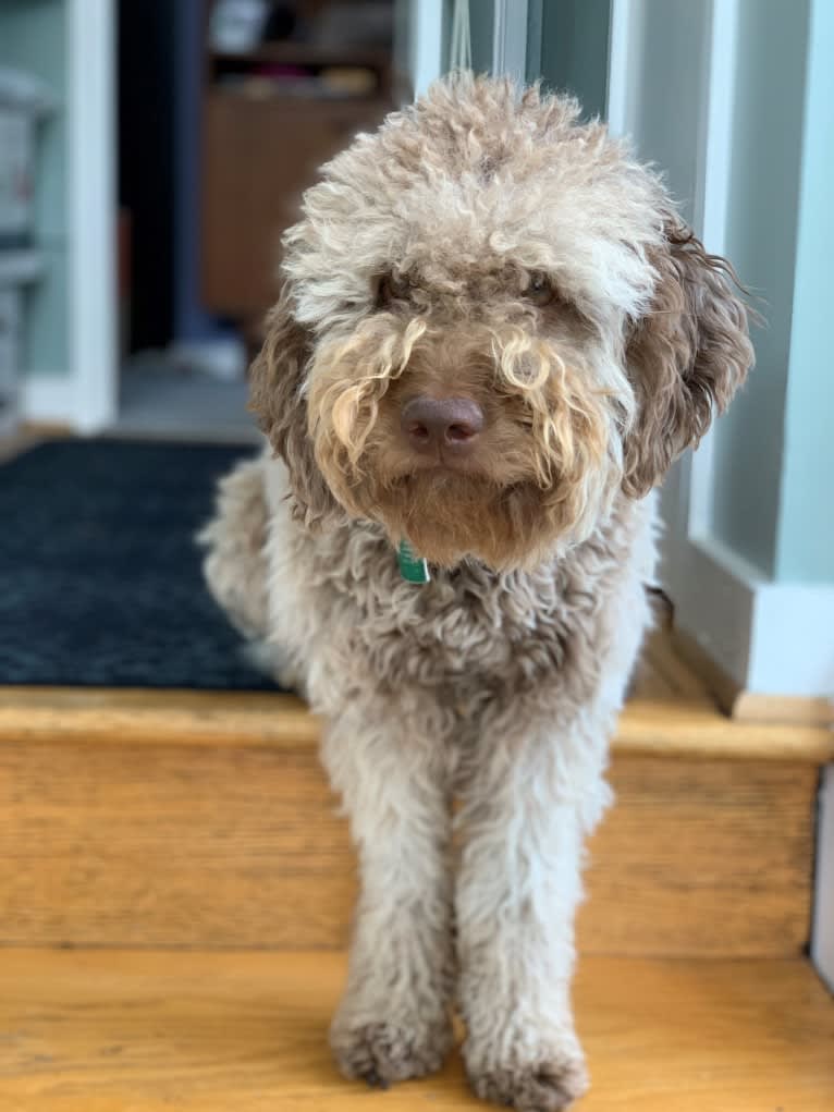 Rosie, a Lagotto Romagnolo tested with EmbarkVet.com