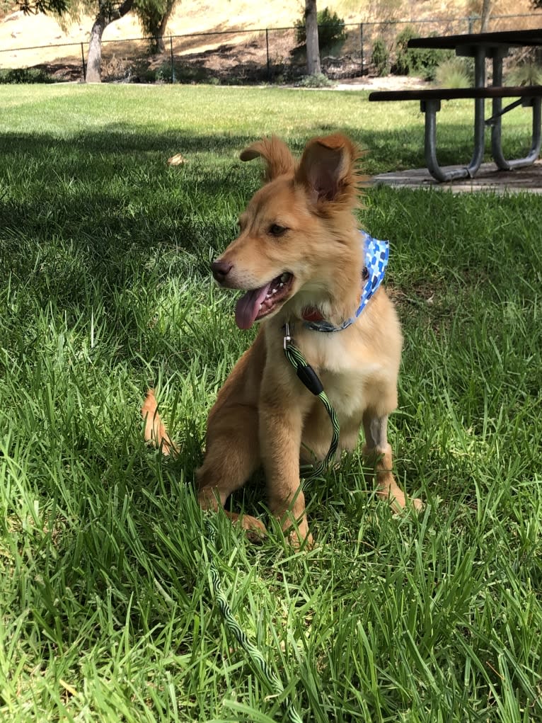 Sport, an American Pit Bull Terrier and Australian Cattle Dog mix tested with EmbarkVet.com