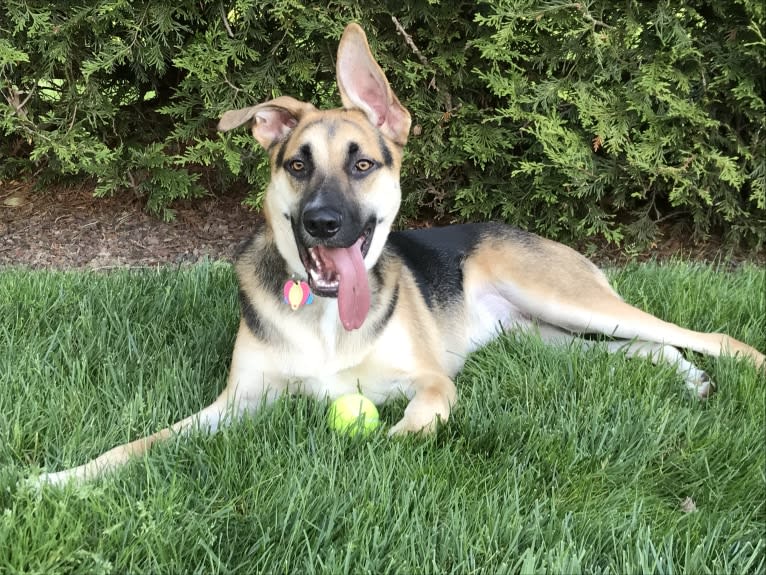 Riley, a German Shepherd Dog and American Pit Bull Terrier mix tested with EmbarkVet.com