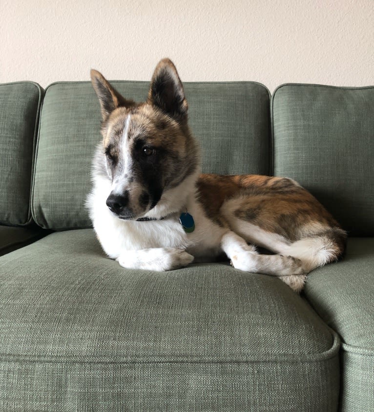 Amelie, a Japanese or Korean Village Dog and Jindo mix tested with EmbarkVet.com