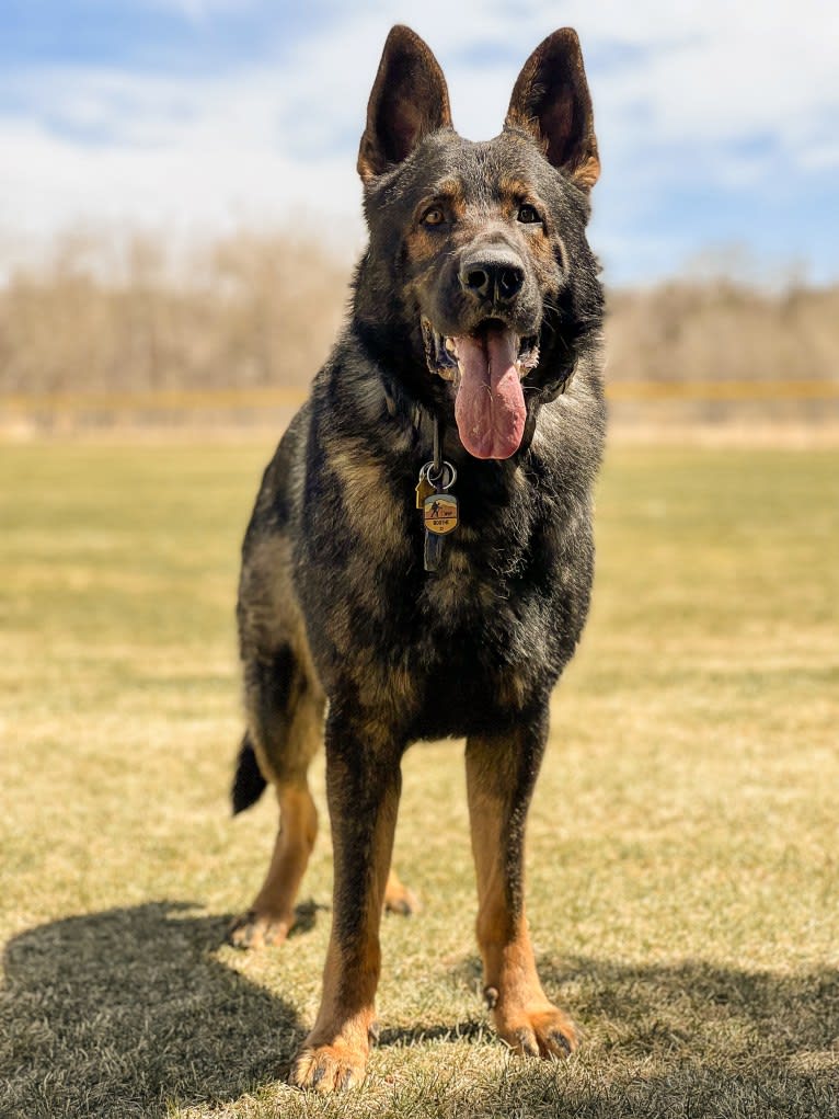 Booth vom Wahrsten, a German Shepherd Dog tested with EmbarkVet.com