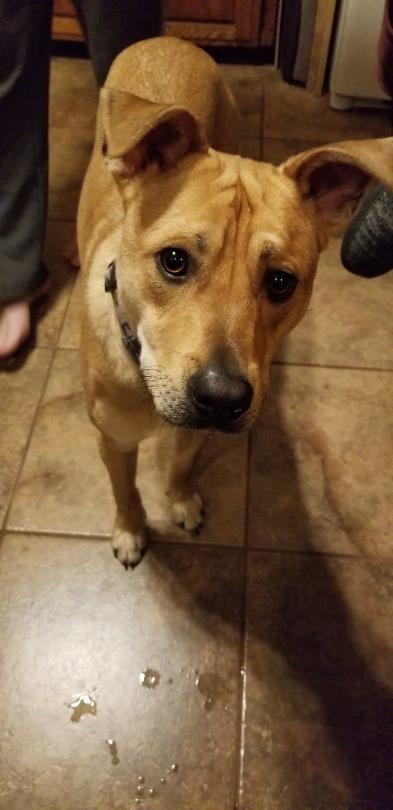 Renji, an American Pit Bull Terrier and Labrador Retriever mix tested with EmbarkVet.com