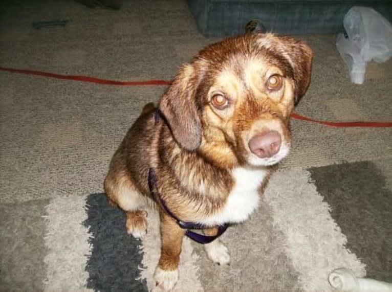 Mario, a Beagle and Norwegian Elkhound mix tested with EmbarkVet.com