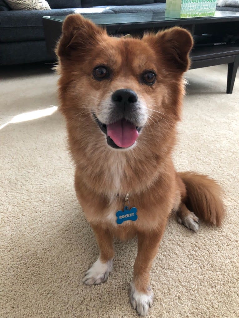 Rocket, a Chinese Village Dog and Pekingese mix tested with EmbarkVet.com