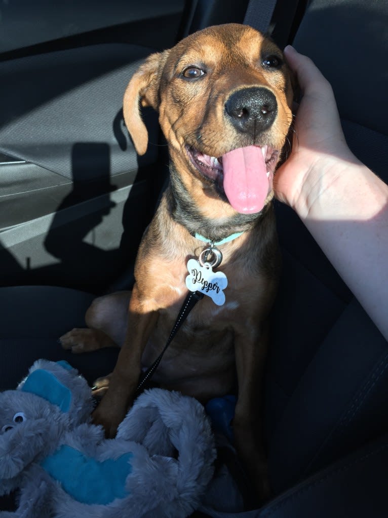 Pepper, an American Pit Bull Terrier and Treeing Walker Coonhound mix tested with EmbarkVet.com