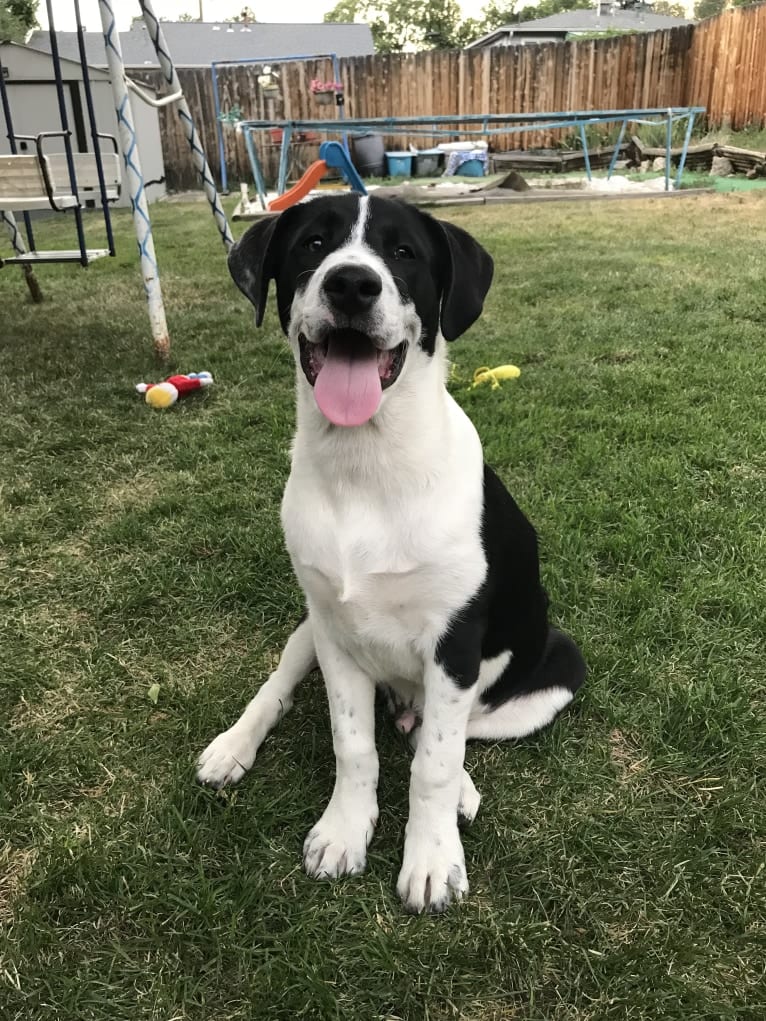 Theodore Ellington, an American Pit Bull Terrier and Siberian Husky mix tested with EmbarkVet.com