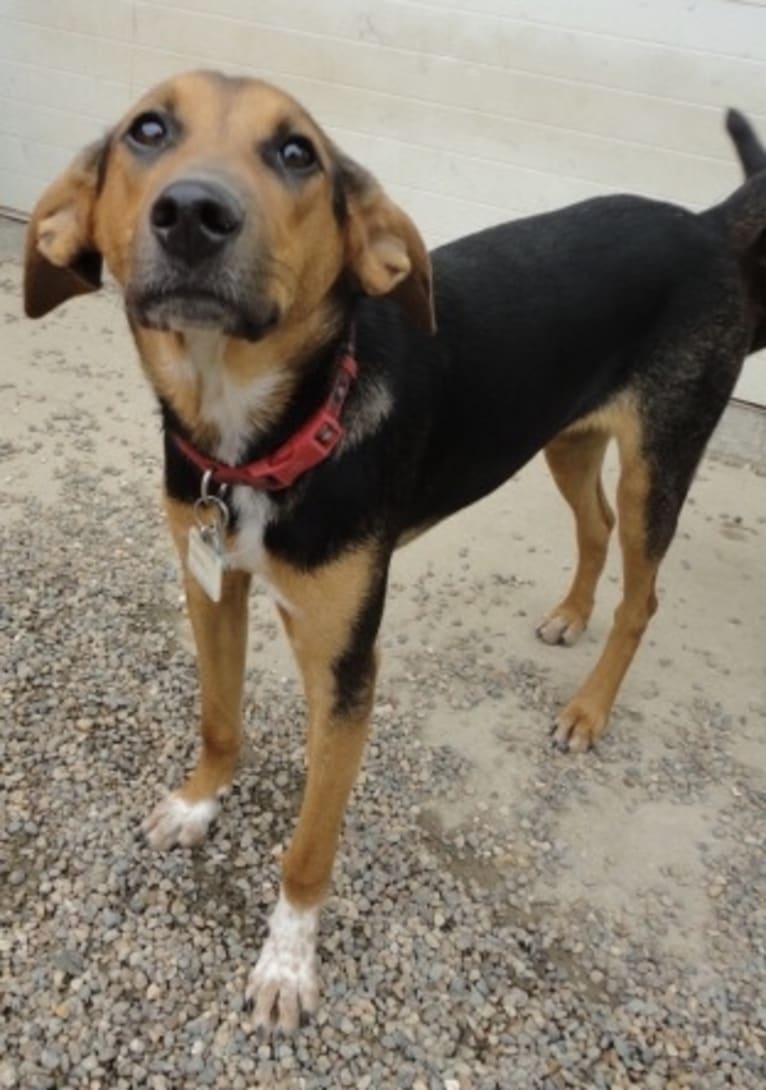 Chara, a Black and Tan Coonhound and Border Collie mix tested with EmbarkVet.com