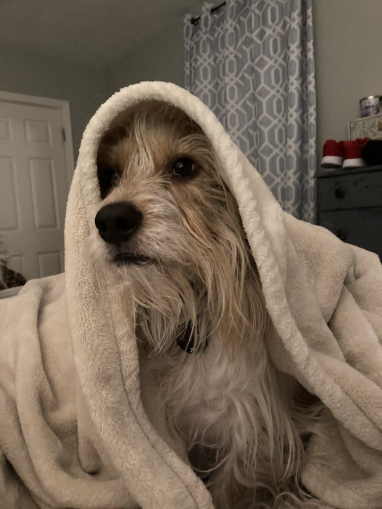 Beans, a Beagle and Yorkshire Terrier mix tested with EmbarkVet.com