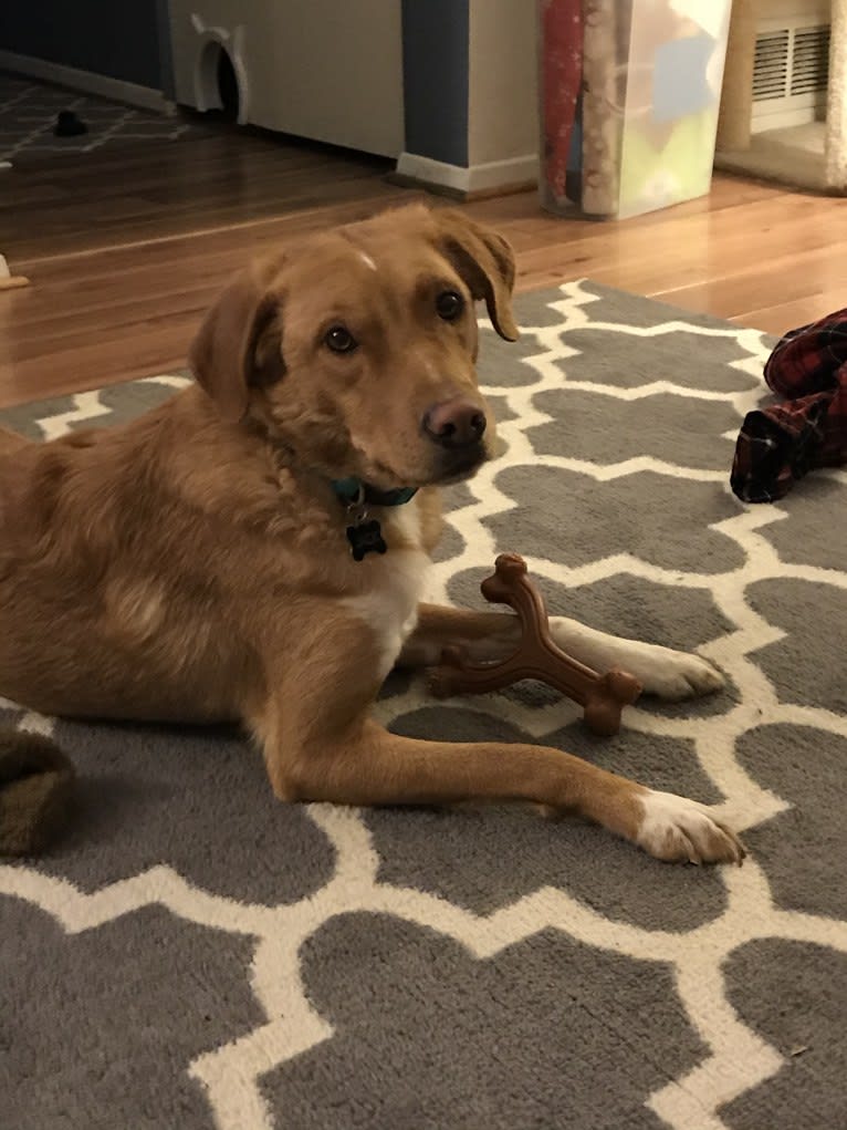 Jack, a Border Collie and Beagle mix tested with EmbarkVet.com