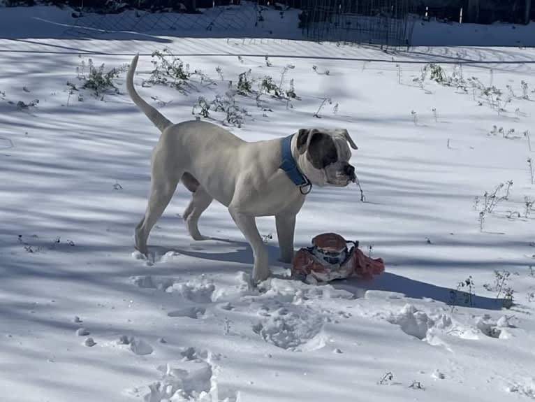 Bruno, an American Bulldog tested with EmbarkVet.com