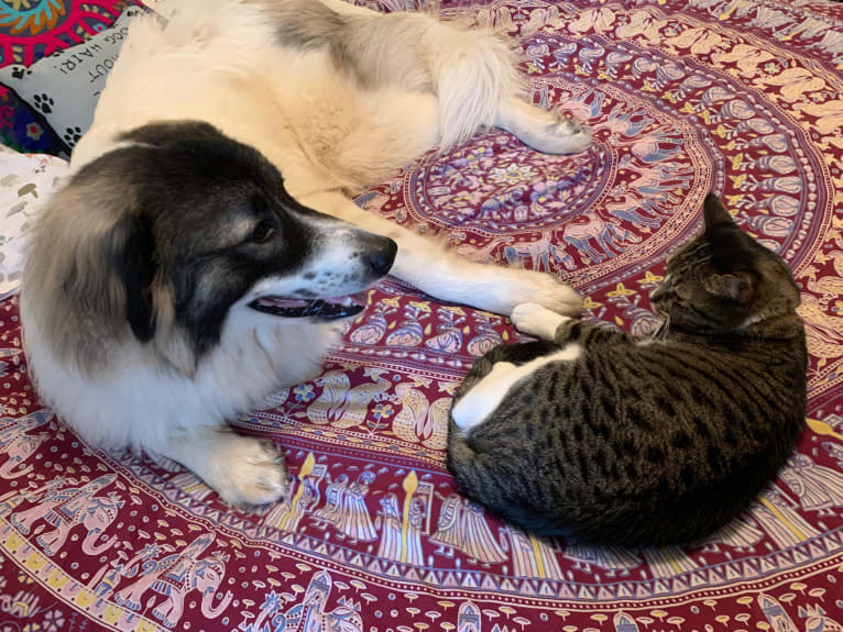 Bodhi, a Great Pyrenees (4.8% unresolved) tested with EmbarkVet.com