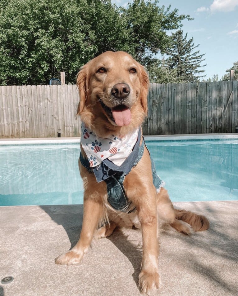 Marley, a Golden Retriever tested with EmbarkVet.com