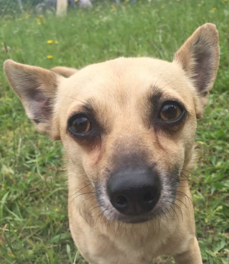 Wookie, a Chihuahua and West Highland White Terrier mix tested with EmbarkVet.com