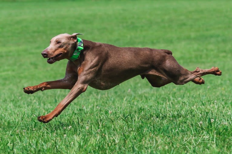 Titan, a Doberman Pinscher tested with EmbarkVet.com