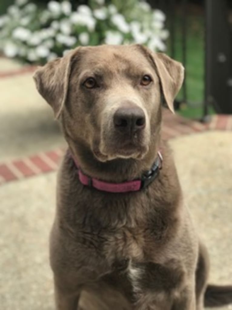 Lola, a Labrador Retriever tested with EmbarkVet.com