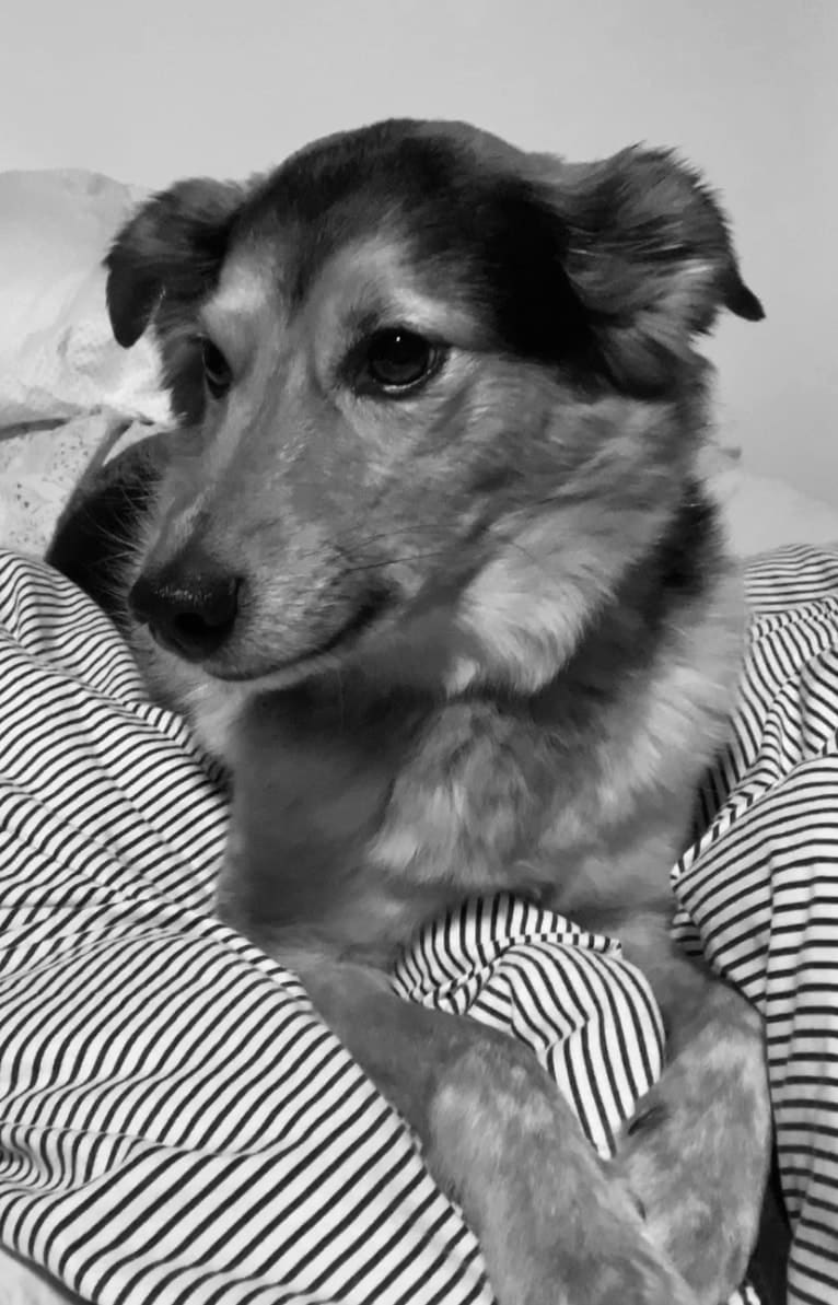 Joon, a Shetland Sheepdog and Australian Cattle Dog mix tested with EmbarkVet.com