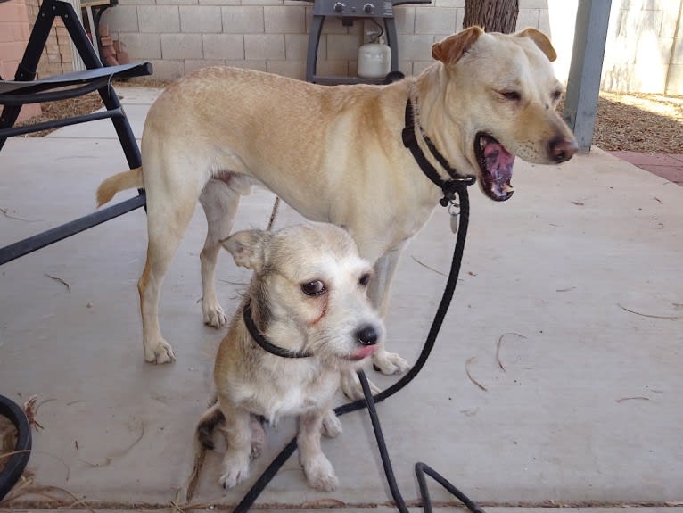 Doc, a Chihuahua and American Pit Bull Terrier mix tested with EmbarkVet.com