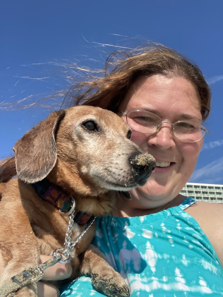 Jacob Levi, a Dachshund tested with EmbarkVet.com