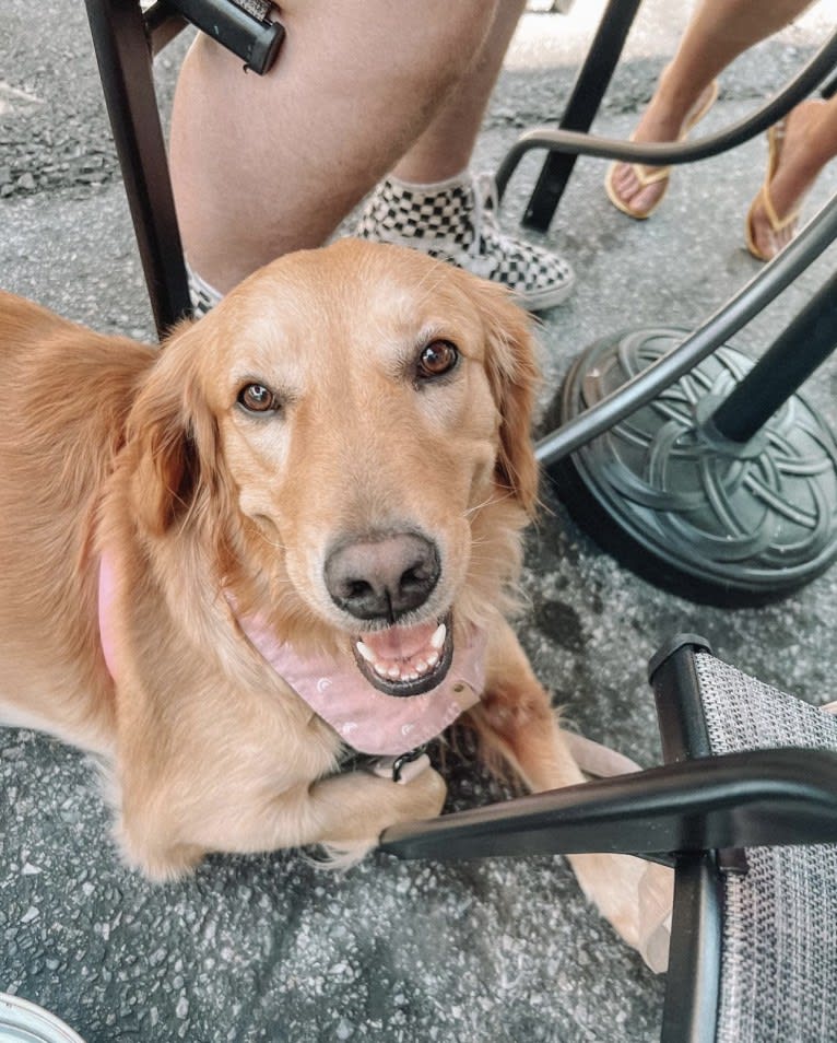 Marley, a Golden Retriever tested with EmbarkVet.com